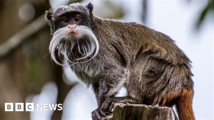 
What did Davion Irvin do? Dallas Zoo monkey thief suspect facing multiple animal cruelty charges 